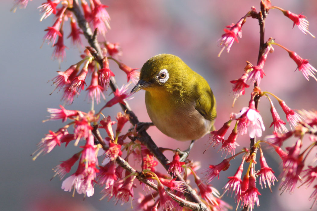 いつもは公園の周辺部で鳥見をしているのですが、今回は中央部での鳥見　ジョウビタキのメスなどがいました